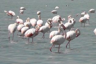 Dünden Golünde flamingo artıyor