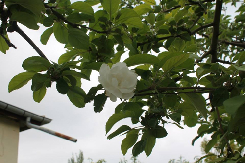 20140509aw084552_02.jpg 20140509aw084552_02.jpg