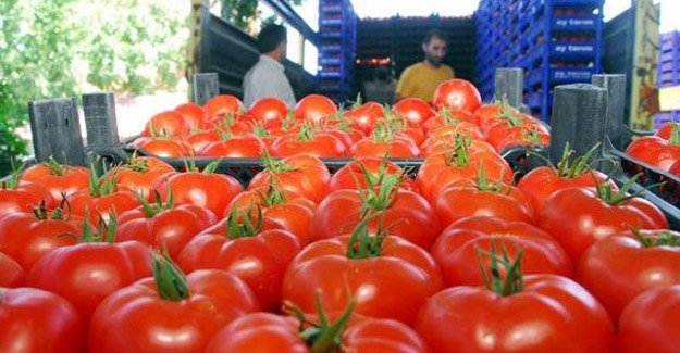 4-ton-domates.jpg