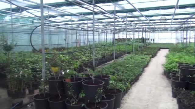 konya-kelebekler-vadisi-nin-bitkileri-yalova--7031467_x_o.20150304110520.jpg konya-kelebekler-vadisi-nin-bitkileri-yalova--7031467_x_o.20150304110520.jpg