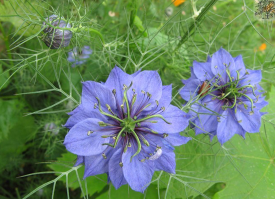 nigella-damascena-(2).jpg